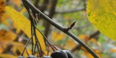 Чорноплідна горобина сорти, вирощування та догляд (вирощування) Чорноплідна горобина сорти, вирощування та догляд
