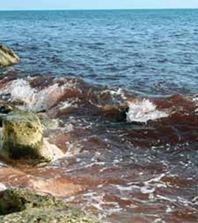 Чорне море почервоніло, все не просто так