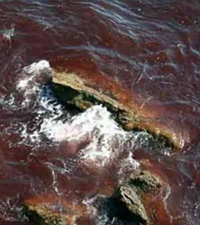 Чорне море почервоніло, все не просто так