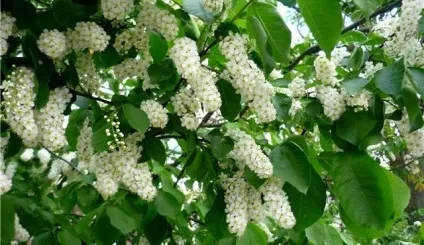 Черемуха запашна з весною розцвіла