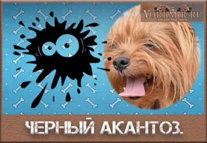 Чорний акантоз у собак, причини, симптоми, лікування