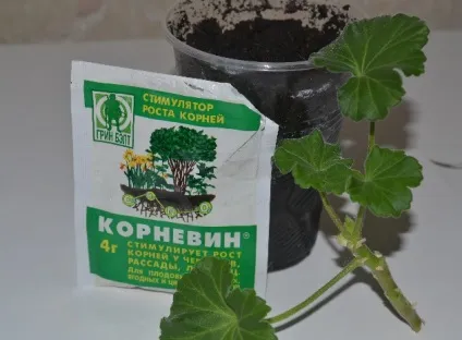 Живцювання герані, квітка в будинку (розмноження пеларгонії живцями) Живцювання герані, квітка в будинку