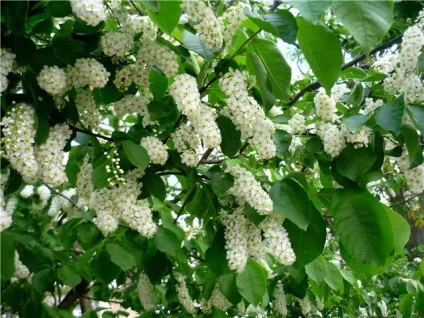 Черемуха запашна з весною розцвіла