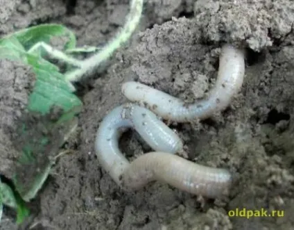 черв'як виповзок