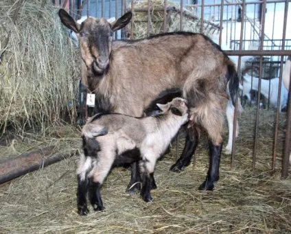 Чеські кози опис породи і загальна характеристика (опис) Чеські кози опис породи і загальна характеристика
