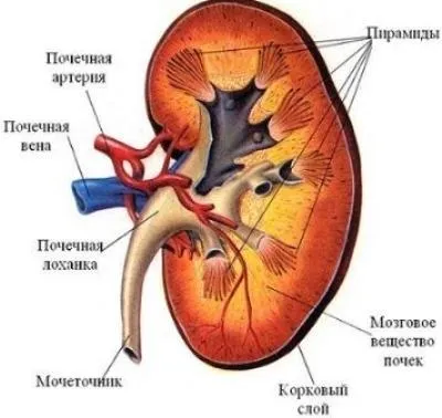 ЧЛС нирок що це таке і можливі хвороби органу (органу) ЧЛС нирок що це таке і можливі хвороби органу