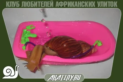 Що буде з равликом, якщо її купати і часто мити (буде) Що буде з равликом, якщо її купати і часто мити