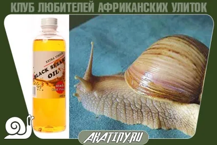 Що буде з равликом, якщо її купати і часто мити (мити) Що буде з равликом, якщо її купати і часто мити