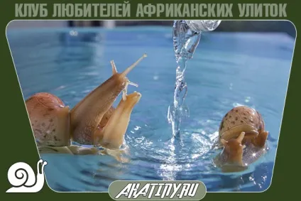 Що буде з равликом, якщо її купати і часто мити (буде) Що буде з равликом, якщо її купати і часто мити