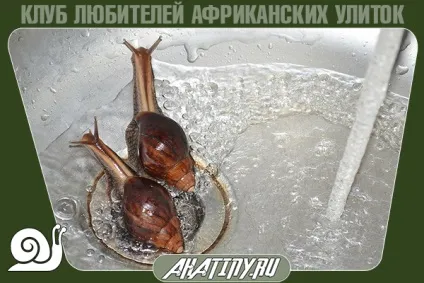 Що буде з равликом, якщо її купати і часто мити (буде) Що буде з равликом, якщо її купати і часто мити