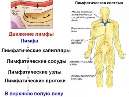 Чистка лімфи народними засобами, рецепти, відгуки (чистка) Чистка лімфи народними засобами, рецепти, відгуки