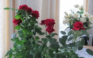 Що робити з тільки що купленої домашньої трояндочкою (домашньої) Що робити з тільки що купленої домашньої трояндочкою