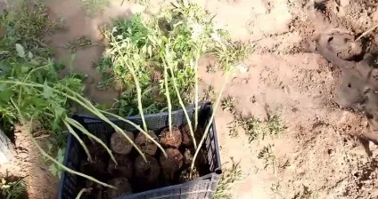Що робити якщо переросла розсада помідорів посадка томатів, як висаджувати в теплиці (переросла) Що робити якщо переросла розсада помідорів посадка томатів, як висаджувати в теплиці