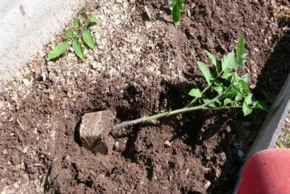 Що робити якщо переросла розсада помідорів посадка томатів, як висаджувати в теплиці (розсада) Що робити якщо переросла розсада помідорів посадка томатів, як висаджувати в теплиці