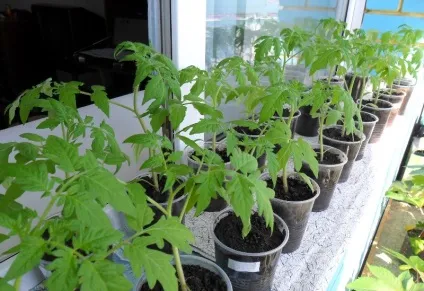 Що робити якщо переросла розсада помідорів посадка томатів, як висаджувати в теплиці (переросла) Що робити якщо переросла розсада помідорів посадка томатів, як висаджувати в теплиці