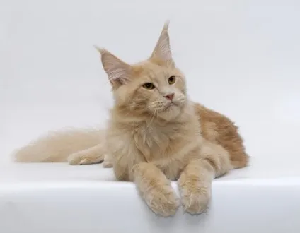 Що їдять мейн куни