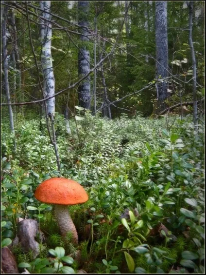 Що є, коли їсти нічого
