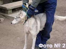 Що потрібно знати, щоб навчитися управляти собачою упряжкою, Химос (собачої) Що потрібно знати, щоб навчитися управляти собачою упряжкою, Химос