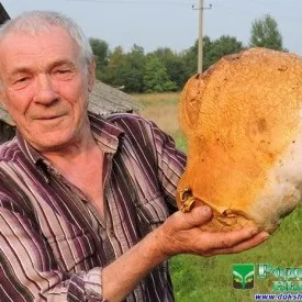 Що покласти в грибне козуб, vitebskcity (грибів білоруська кухня) Що покласти в грибне козуб, vitebskcity