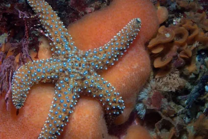 10 Дивних фактів про морських зірках - дивовижний світ тварин (Морська зірка може) 10 Дивних фактів про морських зірках - дивовижний світ тварин