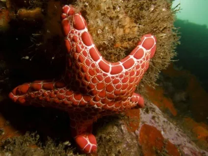 10 Дивних фактів про морських зірках - дивовижний світ тварин (морських) 10 Дивних фактів про морських зірках - дивовижний світ тварин