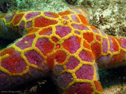 10 Дивних фактів про морських зірках - дивовижний світ тварин (двостулкових молюсків мідій) 10 Дивних фактів про морських зірках - дивовижний світ тварин