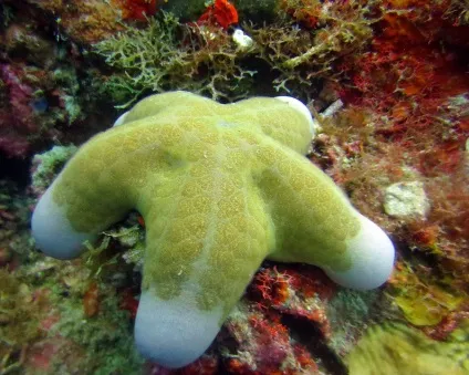 10 Дивних фактів про морських зірках - дивовижний світ тварин (Морська зірка може) 10 Дивних фактів про морських зірках - дивовижний світ тварин