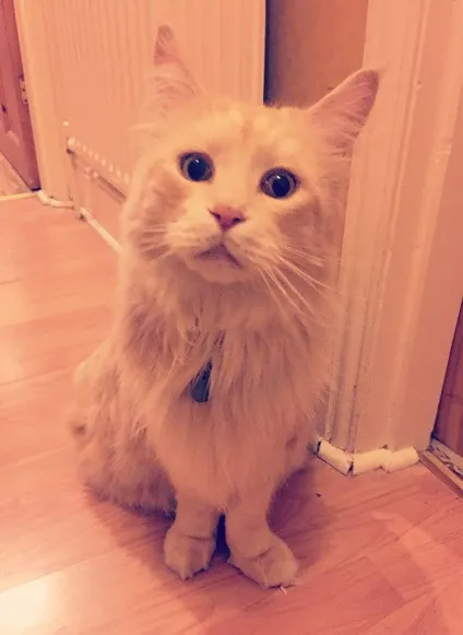 30 Випадків, коли люди помилково думали, що у них немає кота! (Кота) 30 Випадків, коли люди помилково думали, що у них немає кота!