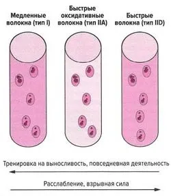 Адаптація м'язів до тренування на витривалість (витривалість) Адаптація м'язів до тренування на витривалість