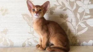 Абиссинские кошенята на продаж