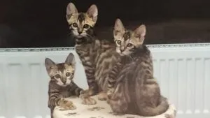 Абиссинские кошенята на продаж