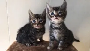 Абиссинские кошенята на продаж