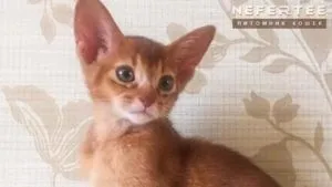 Абиссинские кошенята на продаж