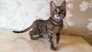 Абиссинские кошенята на продаж