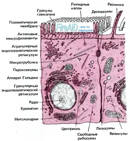 Актинові мікрофіламенти - структура, функції (структура актінових микрофиламентов) Актинові мікрофіламенти - структура, функції