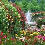 Ампельний катарантус вирощування з насіння і догляд (всього вирощують садівники) Ампельний катарантус вирощування з насіння і догляд
