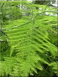 Аспарагус (спаржа), (asparagus)
