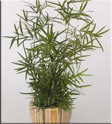 Аспарагус (спаржа), (asparagus)