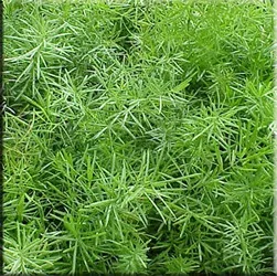 Аспарагус (спаржа), (asparagus)