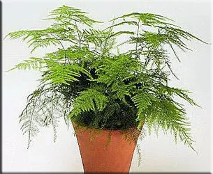 Аспарагус (спаржа), (asparagus)