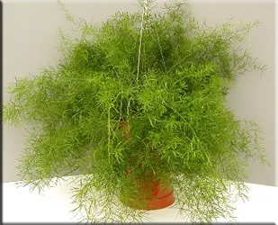Аспарагус (спаржа), (asparagus)