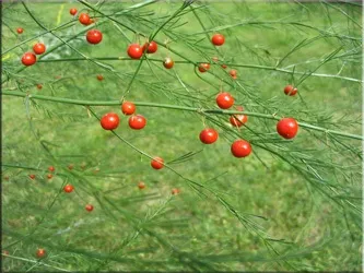 Аспарагус (спаржа), (asparagus)