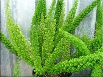 Аспарагус (спаржа), (asparagus)