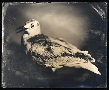 Амбротипія - фотографія на склі (фотографія на склі) Амбротипія - фотографія на склі