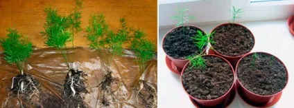 Аспарагус - види, догляд в домашніх умовах (аспарагус) Аспарагус - види, догляд в домашніх умовах