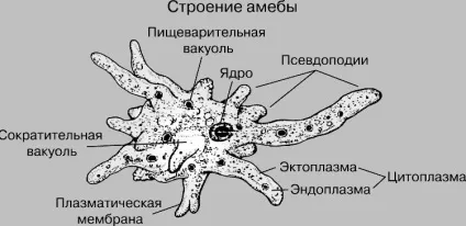 Амеби - це