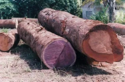 Амарант, довідник, лісоматеріали, дерев'яне будівництво