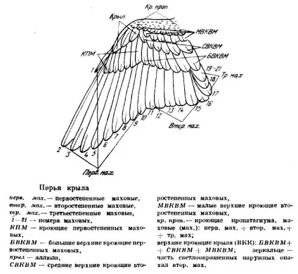 Анатомія пташиного пера
