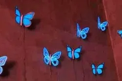 Метелики по феншуй значення і розташування (значення метелики фен шуй) Метелики по феншуй значення і розташування
