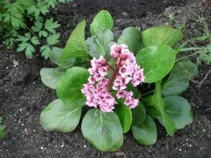 Бадан лікувальні властивості і протипоказання (хвилин водяну баню) Бадан лікувальні властивості і протипоказання